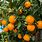 Mandarin Orange Plant