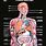 Medical Human Anatomy