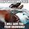 Megalodon Shark Meme