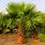 Mexican Palm Tree
