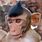 Monkey with Haircut