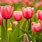 Most Beautiful Tulips