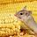 Mouse Eating Corn