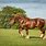 Muscular Horse Breed