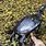 Musk Turtle Pet