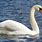 Mute Swan Pictures