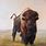 Native American Buffalo Paintings