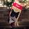 Needlepoint Cat Christmas Stocking