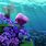 Nemo Sea Anemone