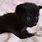 Newborn Baby Black Cats