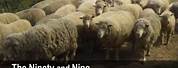 Ninety and Nine Sheep