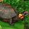 North American Bog Turtle
