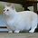 Obese Munchkin Cat
