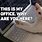Office Sorted Cat Meme