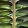 Oil Palm Frond
