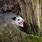 Opossum in Tree