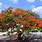 Orange Geiger Tree
