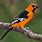Orange Oriole Bird