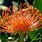 Orange Pincushion Flower
