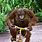 Orangutan On Tricycle