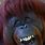 Orangutan Smile Meme