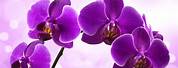 Orchid Background Wallpaper