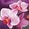 Orchid Desktop