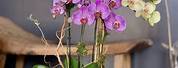Orchid Floral Arrangement
