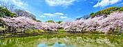 Osaka Cherry Blossom Festival