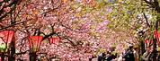Osaka Mint Cherry Blossom