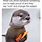 Otter Cool Meme
