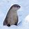 Otters in Snow