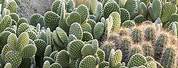 Outdoor Cactus Plants
