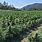 Outdoor Cannabis Farm