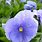 Pale Blue Viola