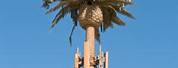 Palm Tree Cell Phone Tower California