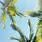 Palm Tree iPhone Wallpaper