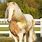 Palomino Friesian Horse
