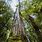 Patagonian Cypress Tree