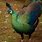 Peacock Green Peafowl