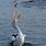 Pelican Catch