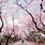 Pemandangan Sakura