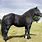 Percheron Horse Breed