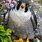 Peregrine Falcon Cute