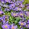 Perennial Asters That Are Blue