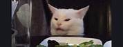Persian Cat at Dinner Table Meme