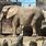 Philadelphia Zoo Elephants