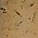 Phytoplankton Under Microscope