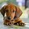 Pics of Dachshunds