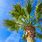 Pics of Palm Trees